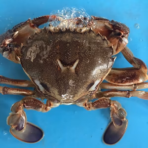 活け〆ヒラツメガニ1kg(6〜9匹)