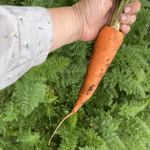 無農薬・無化学肥料人参　箱込　２kg
