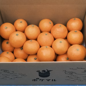 家庭用　果汁たっぷりの愛媛県産「まどんな 小玉」なくなり次第終了です！