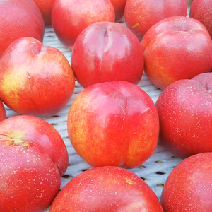 ネクタリン　ハルコ　ご好評販売中　訳あり　ご家庭専用コース　2.5キロ