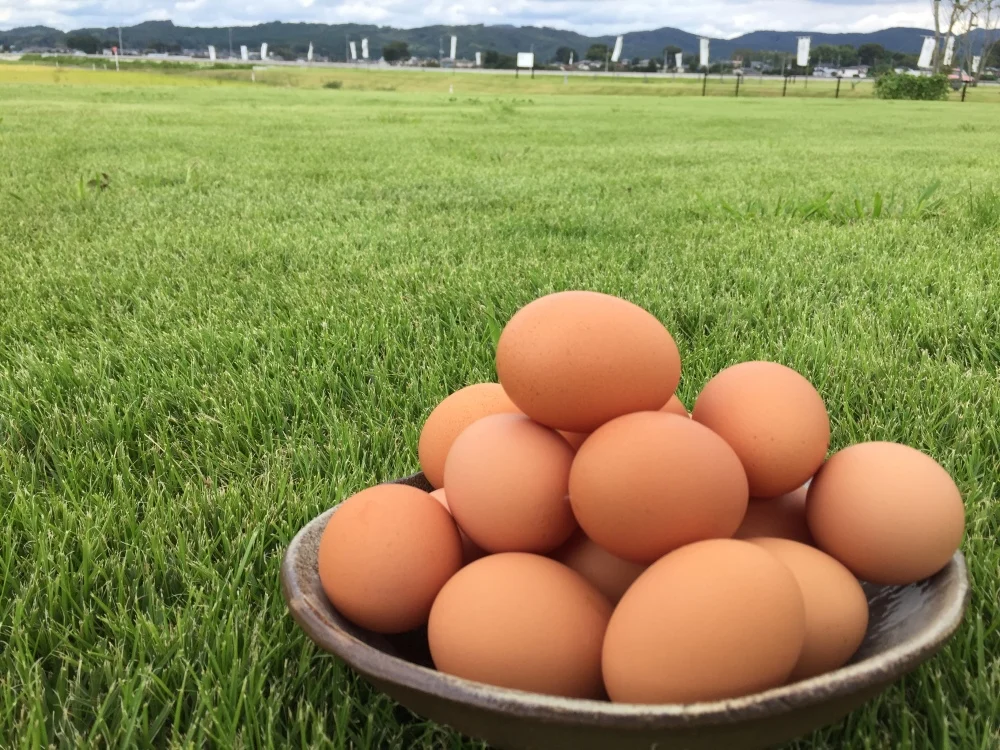 □NHK放送記念□【MSサイズ赤卵75個】『枯草菌』育ちの鶏の赤卵75個