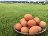 □NHK放送記念□【MSサイズ赤卵75個】『枯草菌』育ちの鶏の赤卵75個