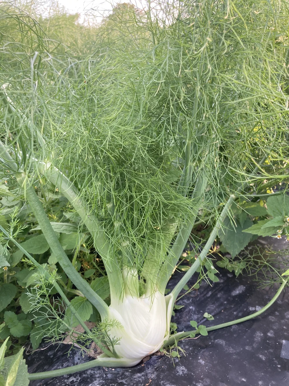 2023秋のイタリア野菜①甘い香りのフェンネル