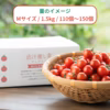【大粒】食べ応え抜群！出汁を与えた超濃厚大粒ミニトマト　出汁推し実