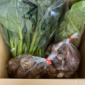 原木生しいたけ、ミニ大根、小松菜、ミニ白菜等の4種～野菜セット!