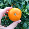 ぎゅっと濃縮♡小玉みかん