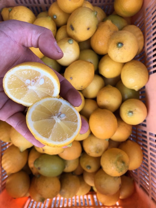完熟訳ありレモン 夏までの保存用に是非1.5kg750円10kg4300円
