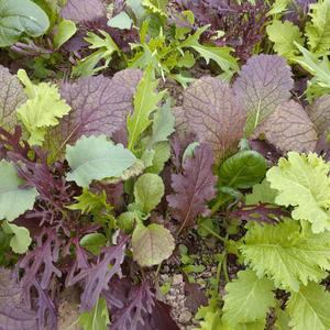 一瞬一旬お野菜セット 冬来たっぽい