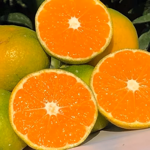 ９月中旬より発送　　早熟　温州みかん(2S~L)　太良みかん　（たら）みかん