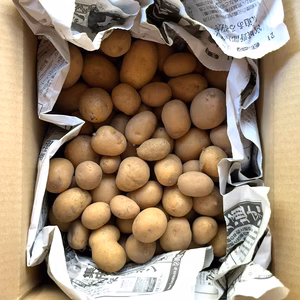 【訳あり】ちびちびサイズ‼︎希少品種「インカのめざめ」