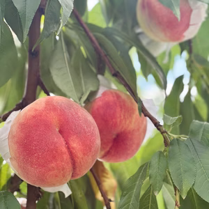 [2026年予約限定]王道の甘さとジューシーを兼ね揃えたもも たけだ農園完熟もも