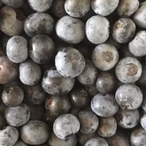 自然栽培のラビットアイブルーベリー