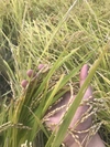 自然栽培米セット白米8㎏