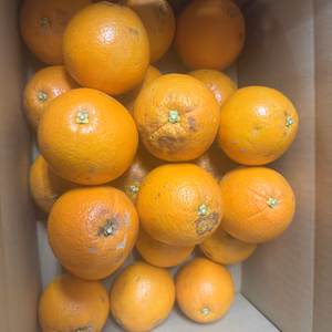 訳あり　和歌山県産　ネーブルオレンジ