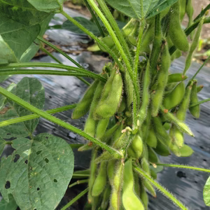 枝豆✨️もぎもぎ✨️セット！