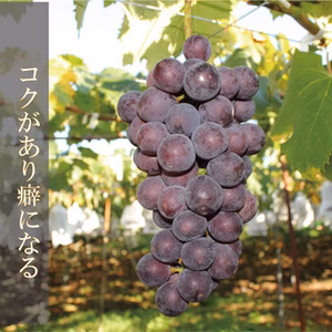 本日21時まで限定　【巨峰 ご家庭用】１キロ以上