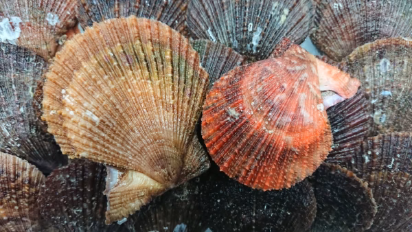 岩手山田湾の活『赤皿貝』