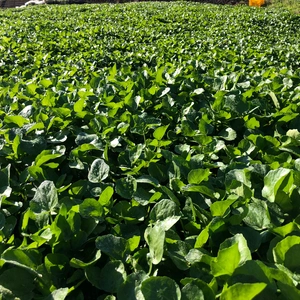 【農業体験】伊豆の下田でクレソン刈り体験！生産者とクレソンバーガー作り