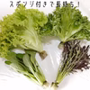湧水の恵みっくす(サラダセット)