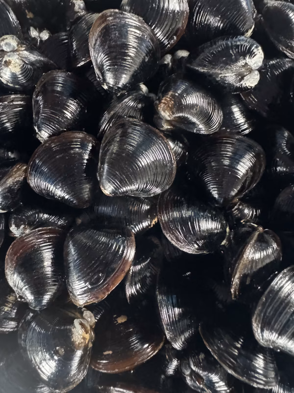 【冷凍•砂抜き済】宍道湖産ヤマトシジミ　Lサイズ