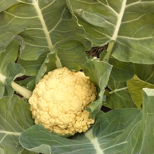 【農薬不使用】春キャベツ・カリフラワー・ブロッコリーセット