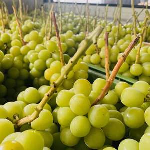 【訳あり】大人気★通常配送★山梨県笛吹市産シャインマスカット1〜3kg