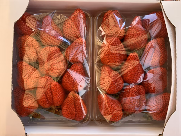 いちご　伝統品種　幸の香　厳選2PACS