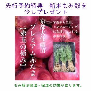 【特典あり　プレミアム赤玉ねぎ苗　赤たまの極み　200本】