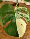 モンステラボルシギアナ　斑入り　①