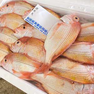 安くてうまい！連子鯛!!!!【レンコダイ】【キダイ】