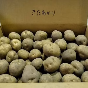 年越ししました！北海道栗山町産　ほくほくじゃがいも（きたあかり）