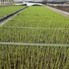 【新米】無農薬無化学肥料栽培★ひとめぼれ(玄米) 2023年産