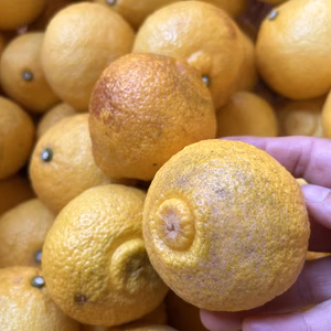 訳あり【はるか】食べる価値ありです