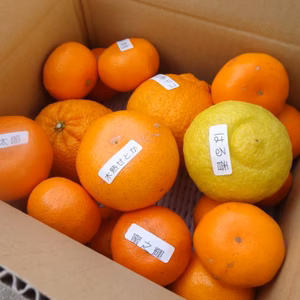 甘～い柑橘の３～５種類を食べ比べ！「お楽しみかん」ご家庭用　サイズ混合【999】