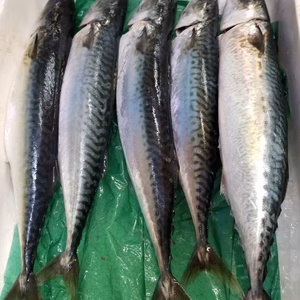 本日限定❗イチマン❗俺の神経〆真サバ　5尾　下処理済み❗