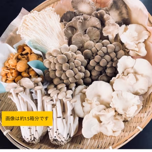 無農薬！信州きのこ6種詰め合わせ