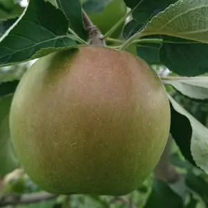8月収穫「安曇野産サンつがる」果汁たっぷりなりんごです。（掲載写真7月20日）