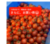 6月末まで限定価格◆理由があるからお買い得◆採ったまんまのミニトマト