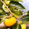 じゅわ〜っと甘い！秋の味覚！ 和歌山県産 たねなし柿 ご家庭用