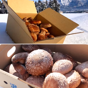 【ハーフ＆ハーフ】大きなちょいワル椎茸とちょいワル椎茸  500gずつ　計1㎏