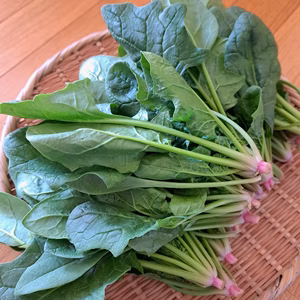 信州産 ほうれん草（化学肥料・農薬不使用）