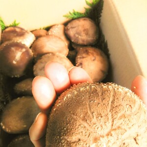 お肉に負けるな！ステーキ・お鍋用でっかいぶ厚い原木しいたけ