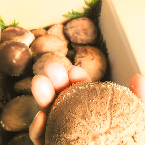 お肉に負けるな！肉厚大きめ原木しいたけ♪