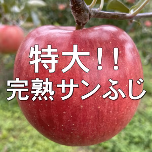 シャキシャキッ！特大❗️ 完熟サンふじ 約5kg～ 信州りんご 