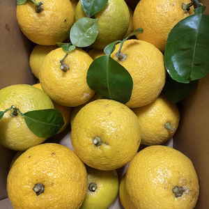 無農薬【木熟カボス】2.5kg‼️無消毒、農薬・化学肥料不使用