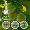 【超わけあり】 朝もぎたて！紀州南高梅　完熟梅　特別栽培
