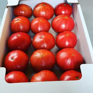 [6月予約分]加賀のトマト」北陸の寒さを耐え美味しく育ちました！　