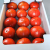 [クール便]加賀のトマト北陸の寒さを耐え美味しく育ちました！　