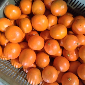 新品種柑橘☆みはや☆S玉4kg☆ハウス栽培