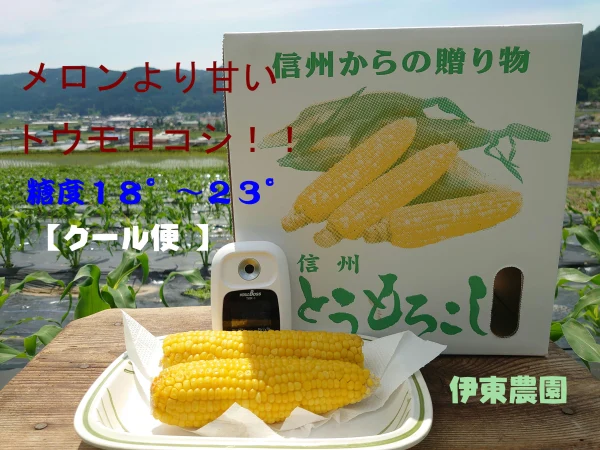 夏の恵(サニーショコラ)メロンより甘い糖度18°〜23°のトウモロコシ!